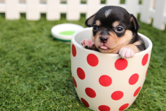 igienizzare la cuccia del cane igienizzare la cuccia del cane